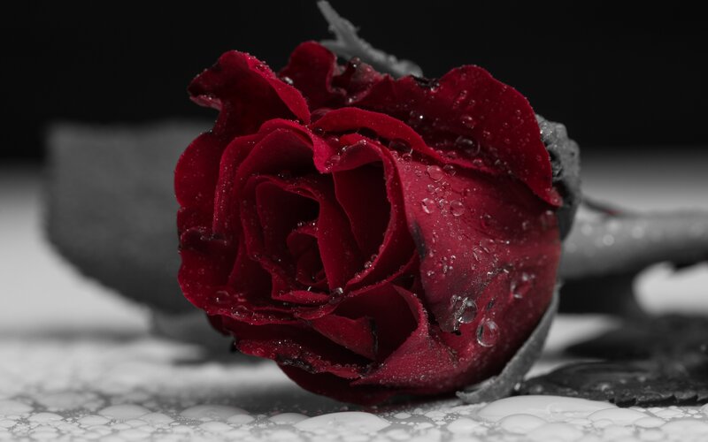 Red Rose with Water Droplets — Dramatic, Photograph, Water Droplets, Black Background, Leaf