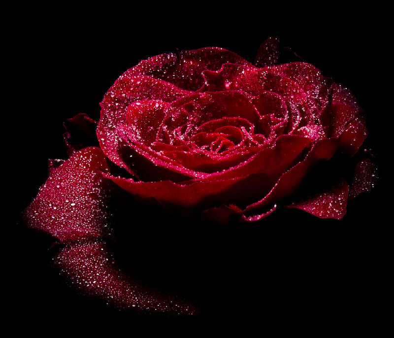 Red Rose with Water Droplets — Dramatic, Photograph, Water Droplets, Black Background