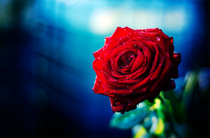 Red Rose with Water Droplets — Dramatic, Photograph, Water Droplets, Blue Background
