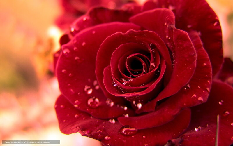 Red Rose with Water Droplets — Dramatic, Photograph, Water Droplets, Blurred Background
