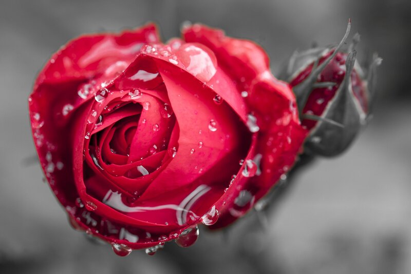 Red Rose with Water Droplets — Dramatic, Photograph, Water Droplets, Bud