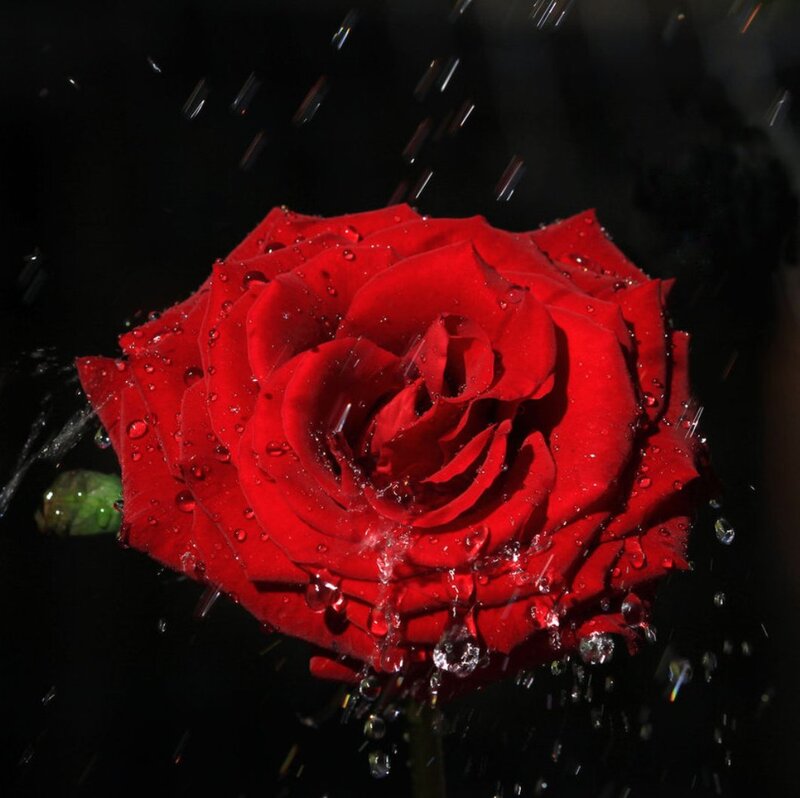 Red Rose with Water Droplets — Dramatic, Photograph, Water Droplets, Dark Background, Green Stem