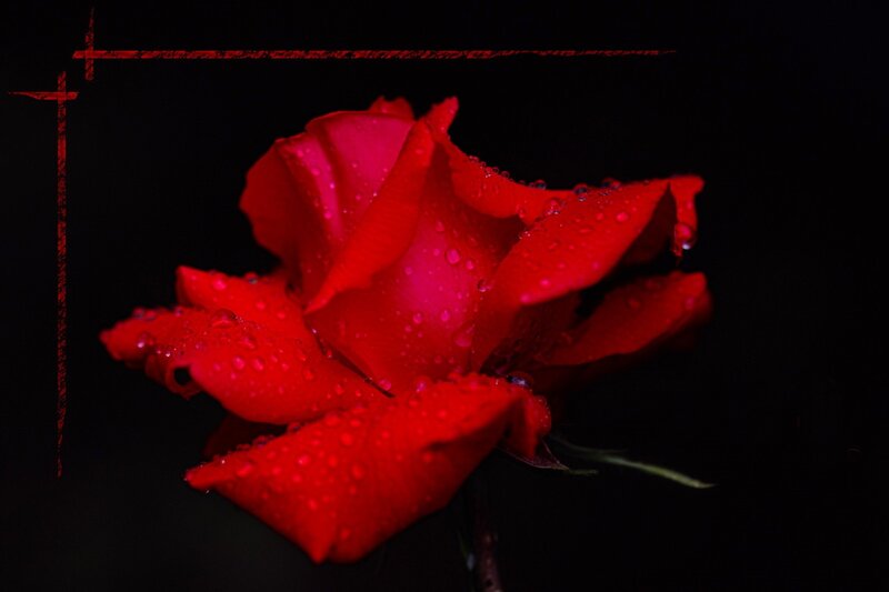 Red Rose with Water Droplets — Dramatic, Photograph, Water Droplets, Dark Background, Stem