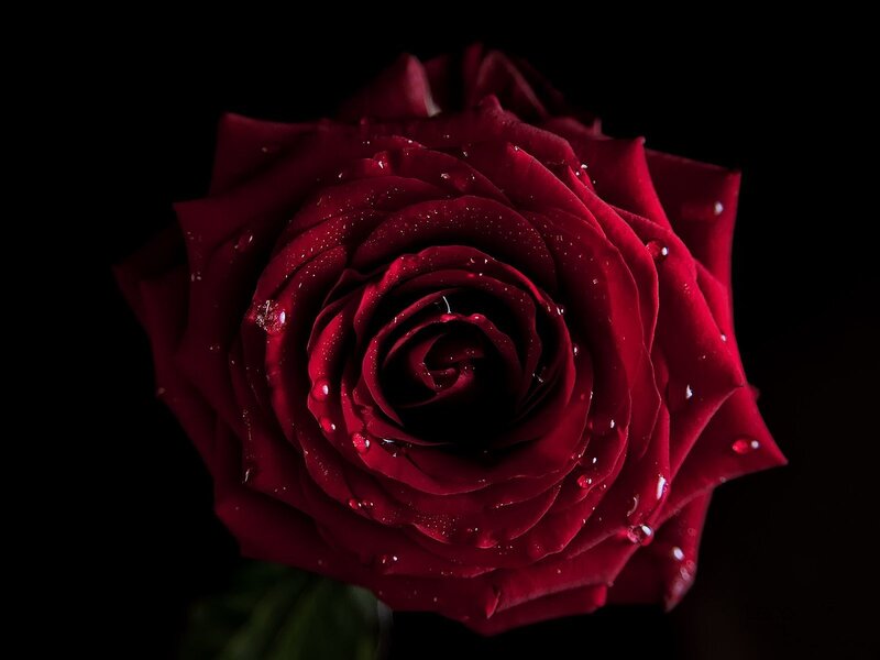 Red Rose with Water Droplets — Dramatic, Photograph, Water Droplets, Dark Background