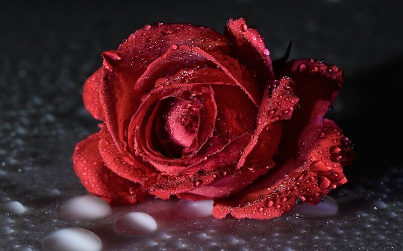 Red Rose with Water Droplets — Dramatic, Photograph, Water Droplets, Dark Surface