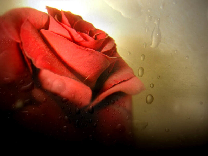 Red Rose with Water Droplets — Dramatic, Photograph, Water Droplets, Glass