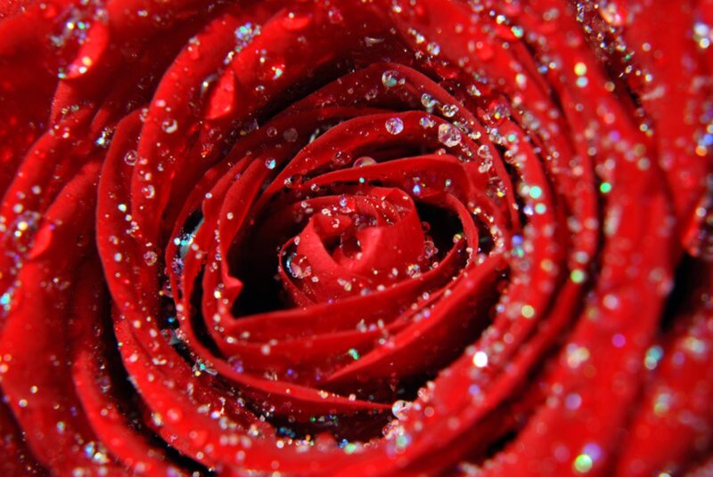 Red Rose with Water Droplets — Dramatic, Photograph, Water Droplets, Glitter