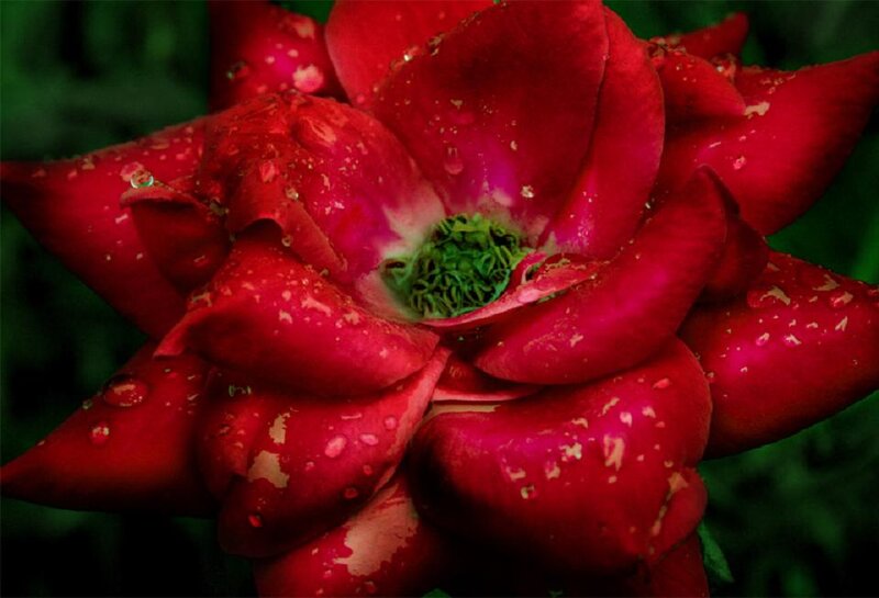 Red Rose with Water Droplets — Dramatic, Photograph, Water Droplets, Green Center