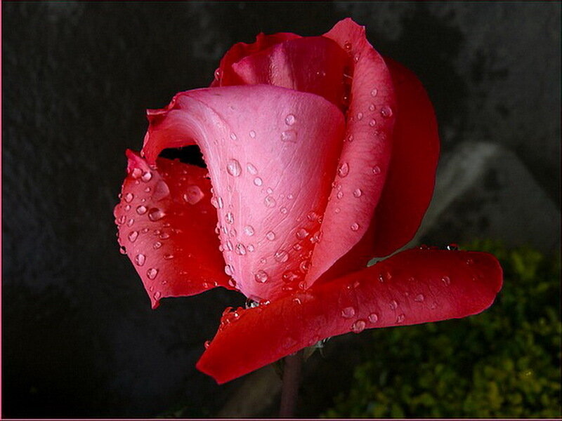 Red Rose with Water Droplets — Dramatic, Photograph, Water Droplets, Green Foliage