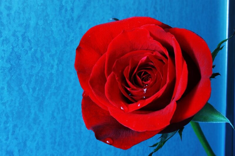 Red Rose with Water Droplets — Dramatic, Photograph, Water Droplets, Green Leaf, Stem