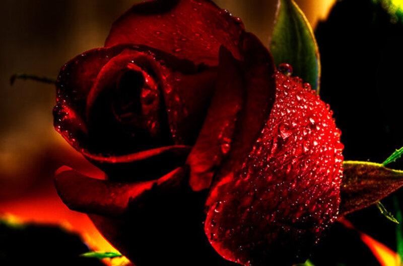 Red Rose with Water Droplets — Dramatic, Photograph, Water Droplets, Green Leaf