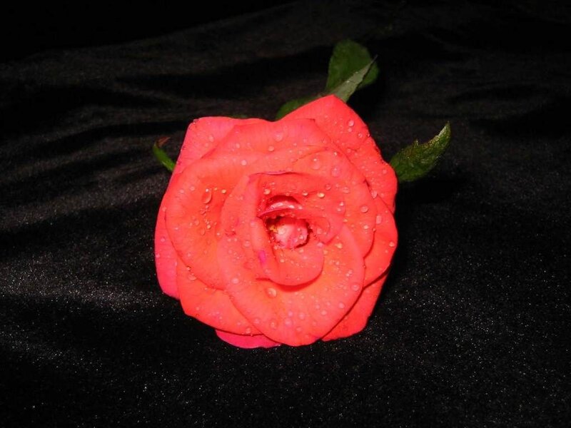 Red Rose with Water Droplets — Dramatic, Photograph, Water Droplets, Green Leaves, Black Fabric