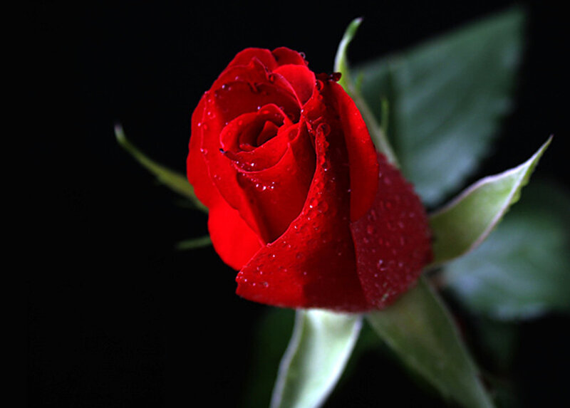 Red Rose with Water Droplets — Dramatic, Photograph, Water Droplets, Green Leaves, Dark Background