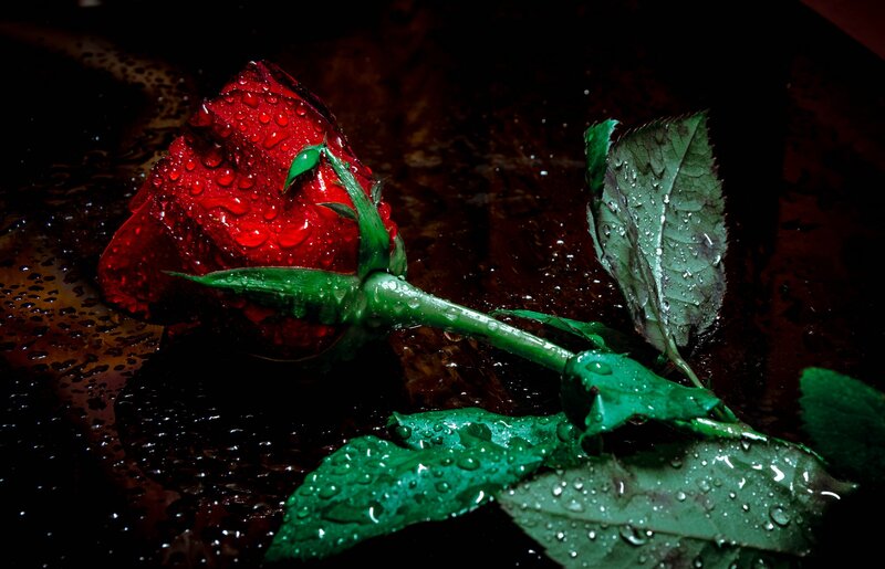 Red Rose with Water Droplets — Dramatic, Photograph, Water Droplets, Green Leaves, Dark Surface
