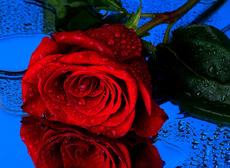 Red Rose with Water Droplets — Dramatic, Photograph, Water Droplets, Green Leaves, Reflection