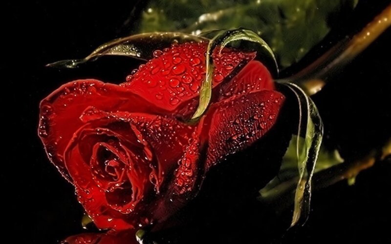Red Rose with Water Droplets — Dramatic, Photograph, Water Droplets, Green Leaves, Stem, Black, Green