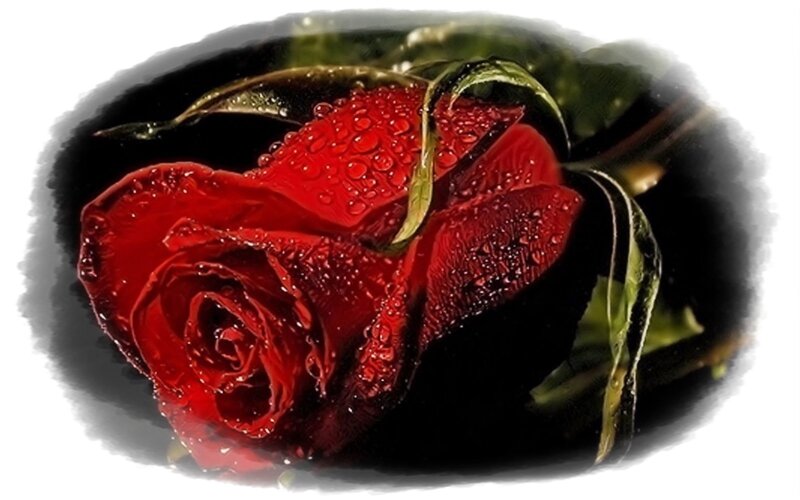 Red Rose with Water Droplets — Dramatic, Photograph, Water Droplets, Green Leaves, Stem