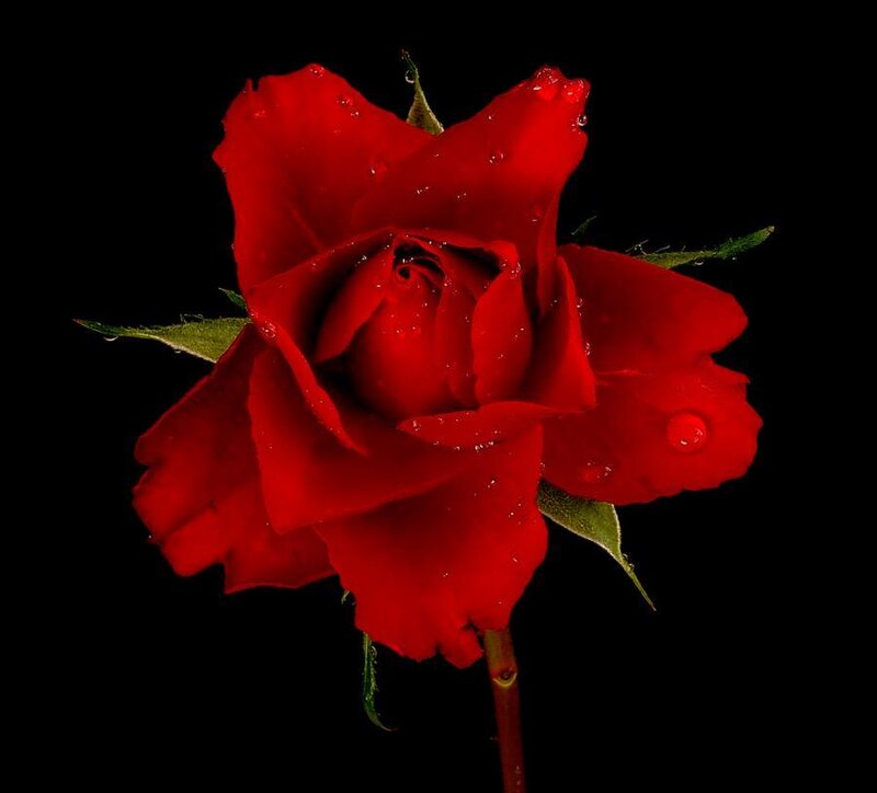 Red Rose with Water Droplets — Dramatic, Photograph, Water Droplets, Green Leaves