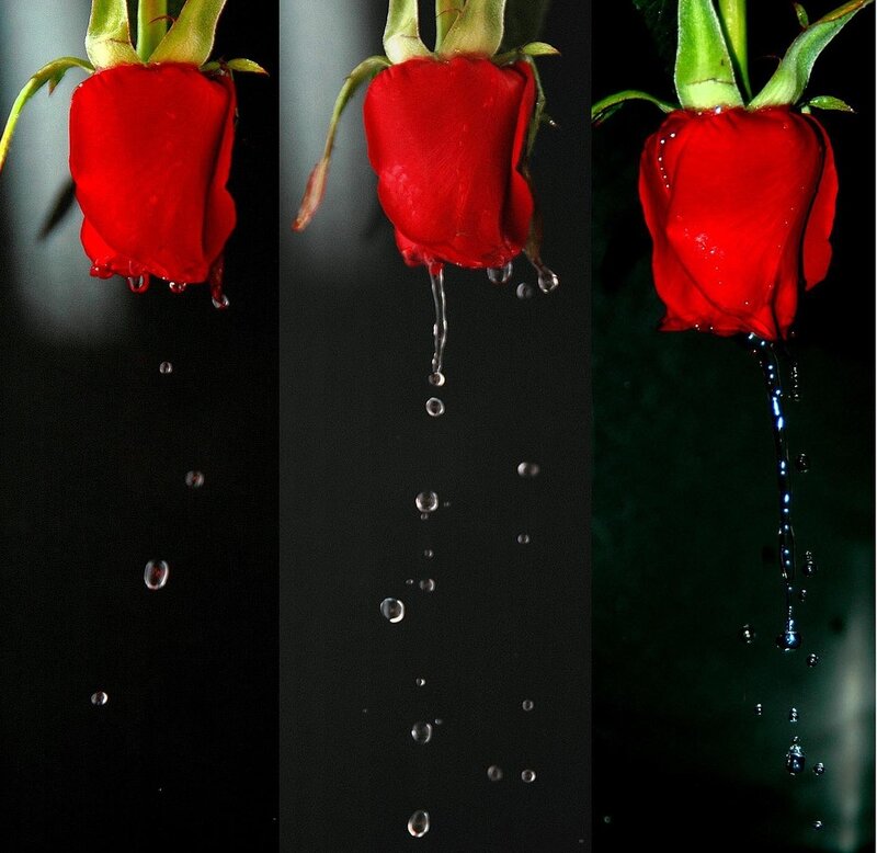Red Rose with Water Droplets — Dramatic, Photograph, Water Droplets, Green Stem, Dark Background