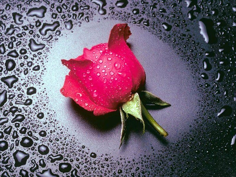 Red Rose with Water Droplets — Dramatic, Photograph, Water Droplets, Green Stem, Dark Surface, Black
