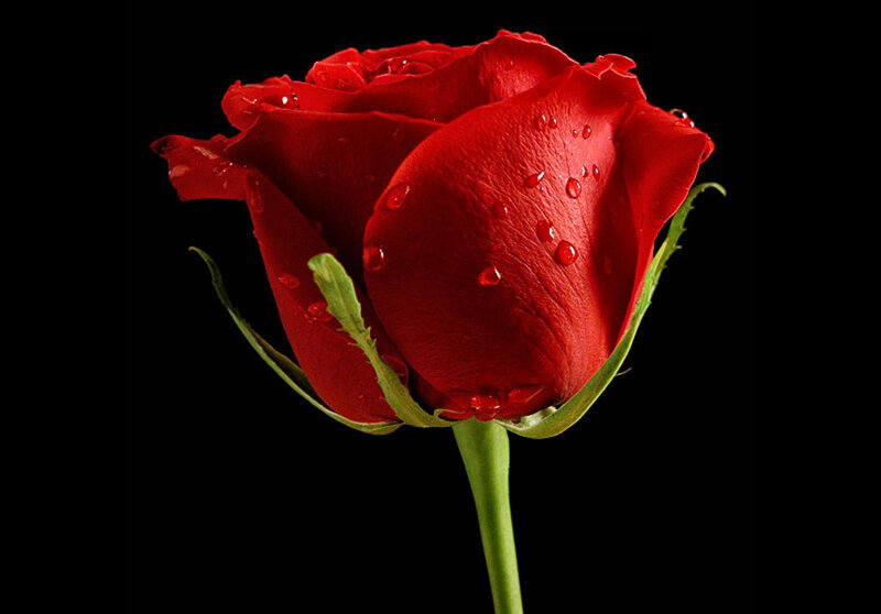 Red Rose with Water Droplets — Dramatic, Photograph, Water Droplets, Green Stem, Petals