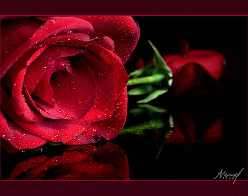 Red Rose with Water Droplets — Dramatic, Photograph, Water Droplets, Green Stem, Reflection