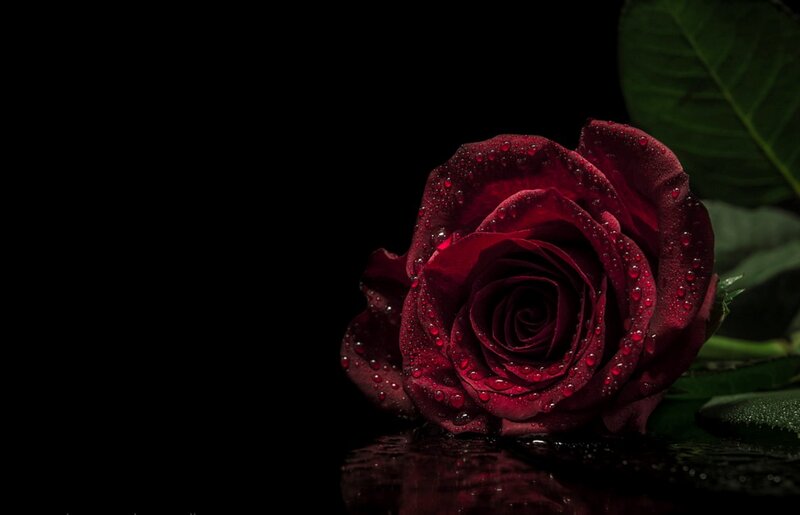 Red Rose with Water Droplets — Dramatic, Photograph, Water Droplets, Leaf, Reflection