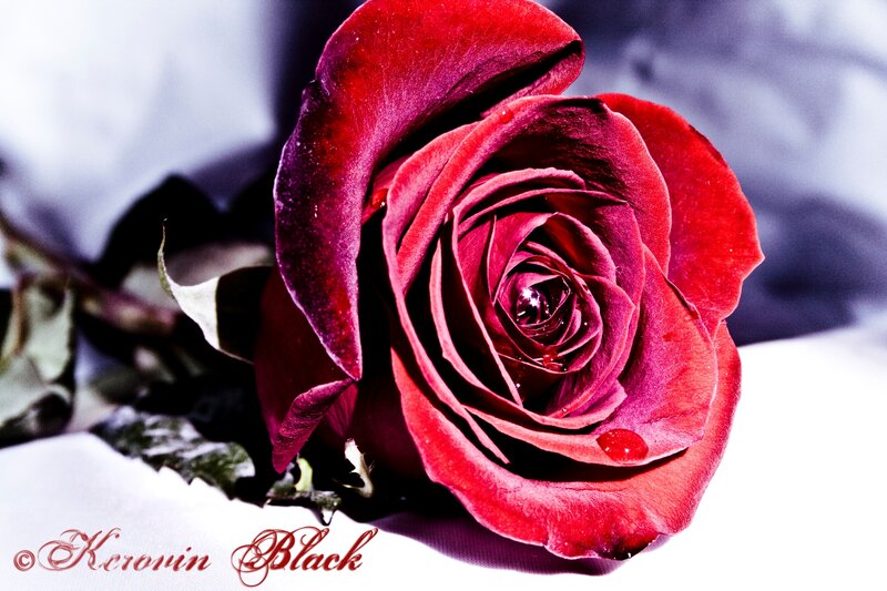 Red Rose with Water Droplets — Dramatic, Photograph, Water Droplets, Leaf, Stem