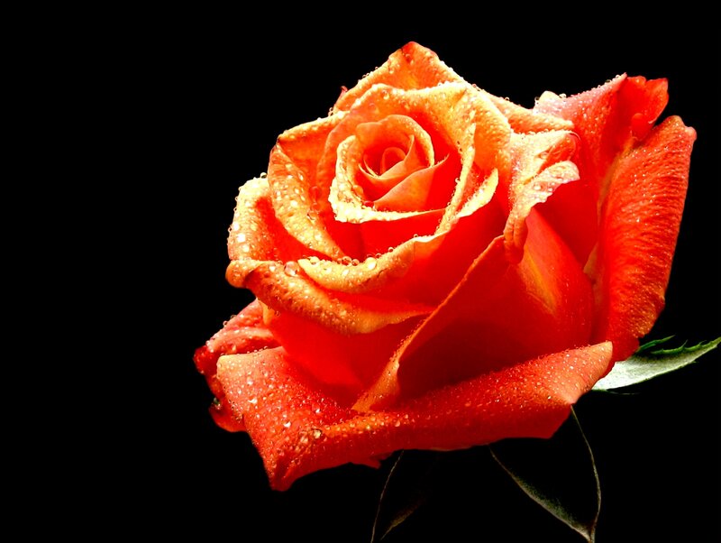 Red Rose with Water Droplets — Dramatic, Photograph, Water Droplets, Leaf
