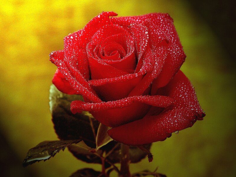 Red Rose with Water Droplets — Dramatic, Photograph, Water Droplets, Leaf, Yellow