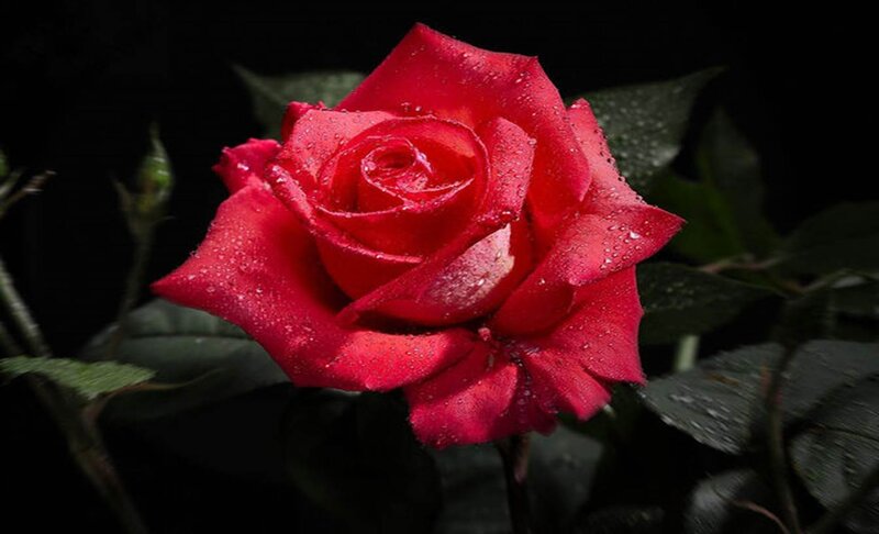 Red Rose with Water Droplets — Dramatic, Photograph, Water Droplets, Leaves, Bud