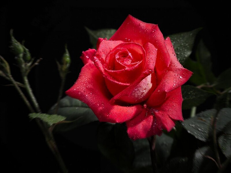 Red Rose with Water Droplets — Dramatic, Photograph, Water Droplets, Leaves, Buds