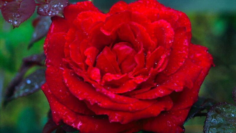 Red Rose with Water Droplets — Dramatic, Photograph, Water Droplets, Leaves, Green