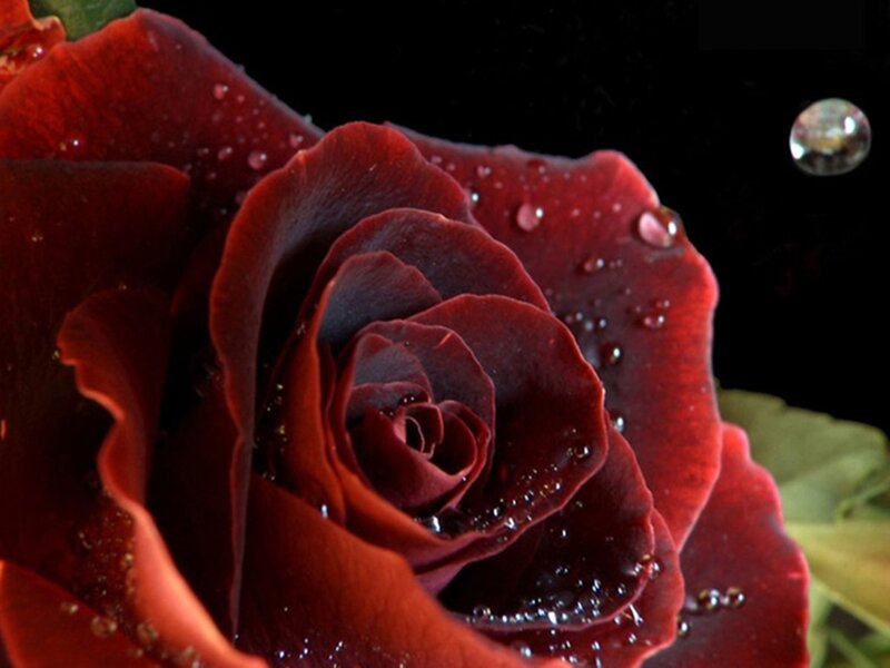 Red Rose with Water Droplets — Dramatic, Photograph, Water Droplets, Petals, Black Background