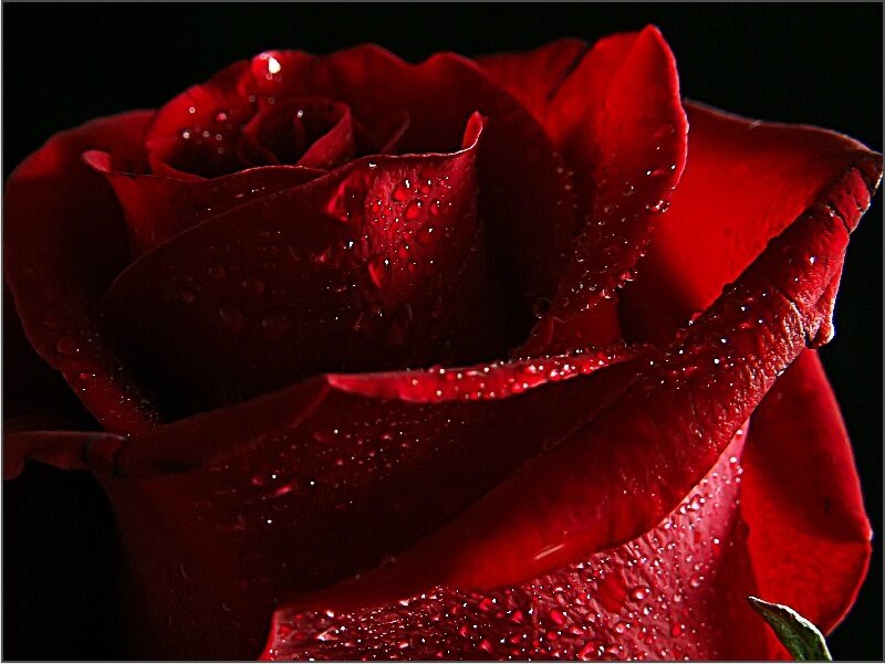 Red Rose with Water Droplets — Dramatic, Photograph, Water Droplets, Petals, Dark Background