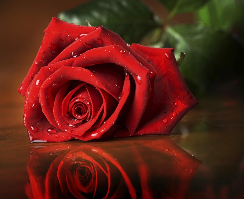 Red Rose with Water Droplets — Dramatic, Photograph, Water Droplets, Reflection, Green Leaves
