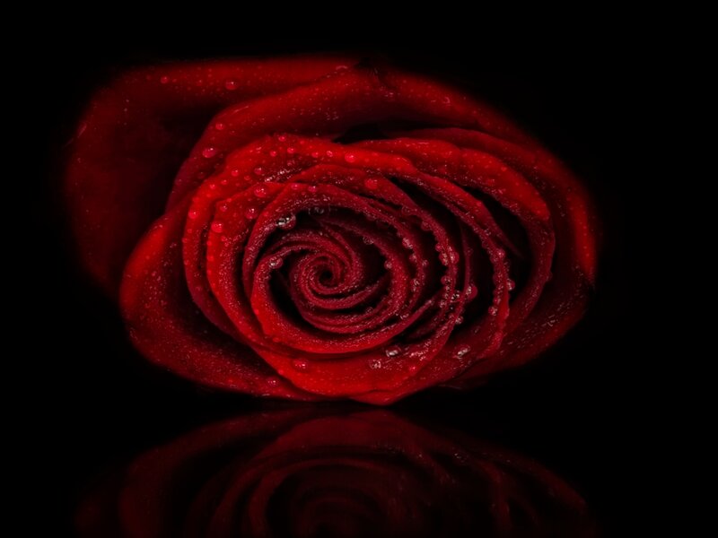 Red Rose with Water Droplets — Dramatic, Photograph, Water Droplets, Reflection