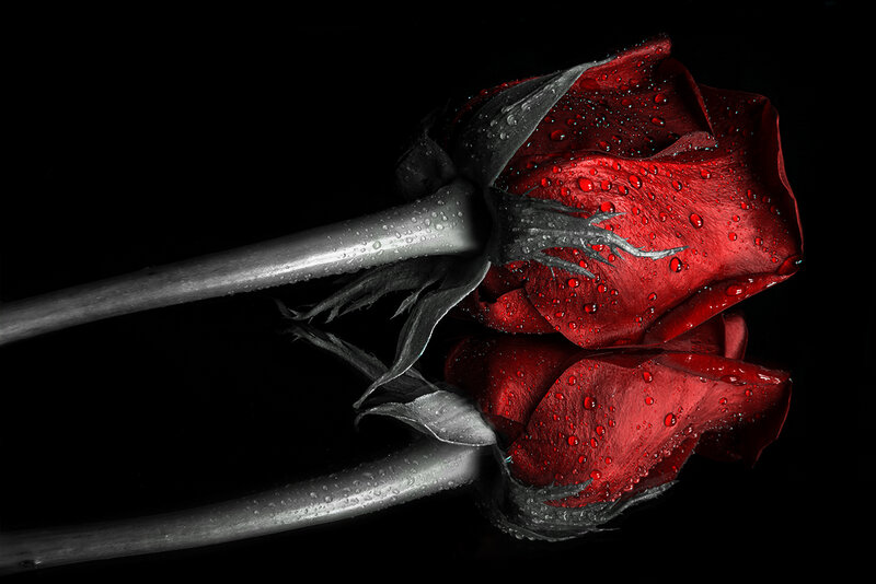 Red Rose with Water Droplets — Dramatic, Photograph, Water Droplets, Stem, Black Background