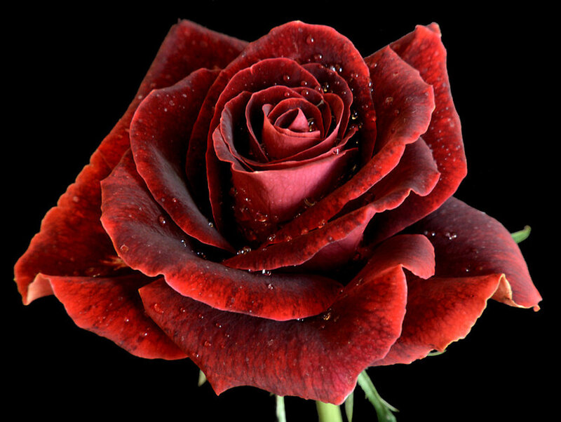 Red Rose with Water Droplets — Dramatic, Photograph, Water Droplets, Stem, Black