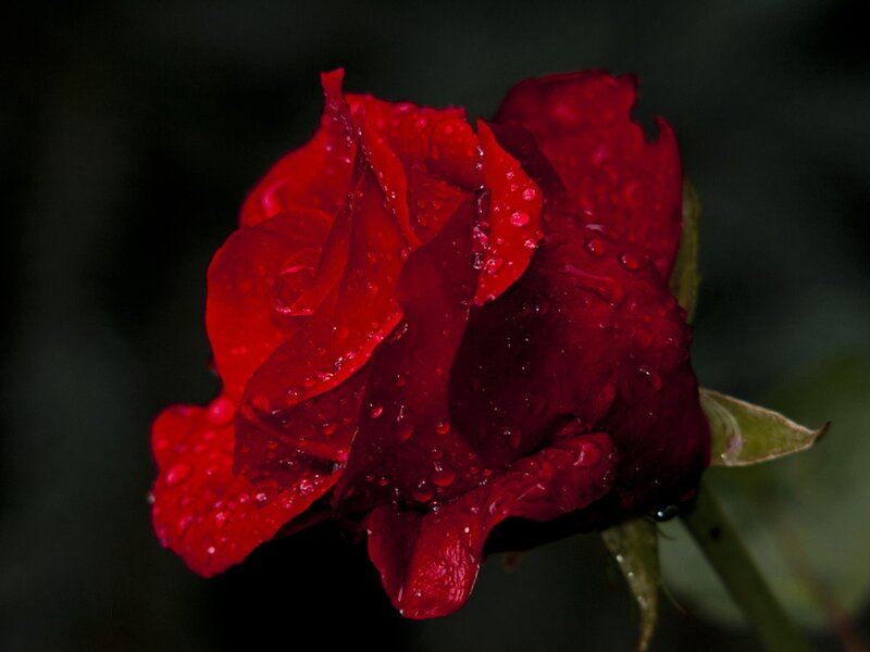 Red Rose with Water Droplets — Dramatic, Photograph, Water Droplets, Stem, Bud