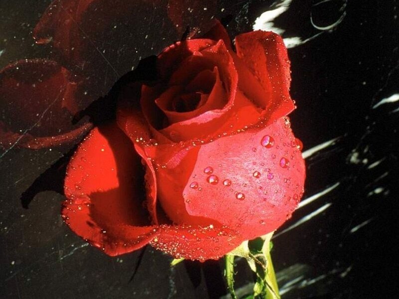 Red Rose with Water Droplets — Dramatic, Photograph, Water Droplets, Stem, Dark Background