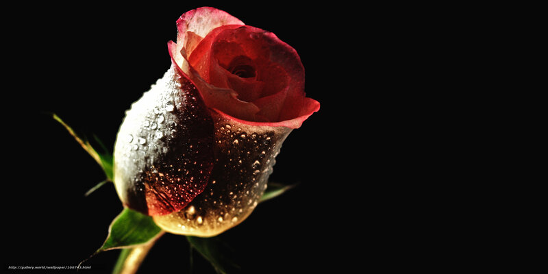 Red Rose with Water Droplets — Dramatic, Photograph, Water Droplets, Stem, Leaf
