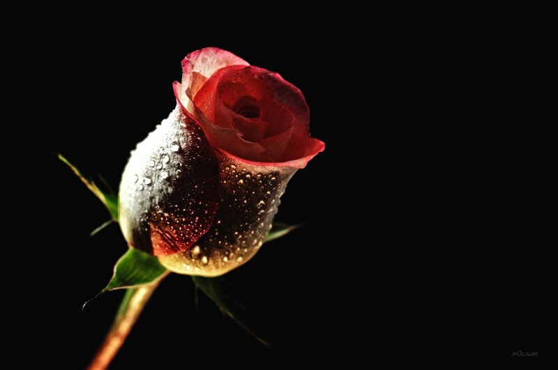 Red Rose with Water Droplets — Dramatic, Photograph, Water Droplets, Stem, Petals, Black, Green