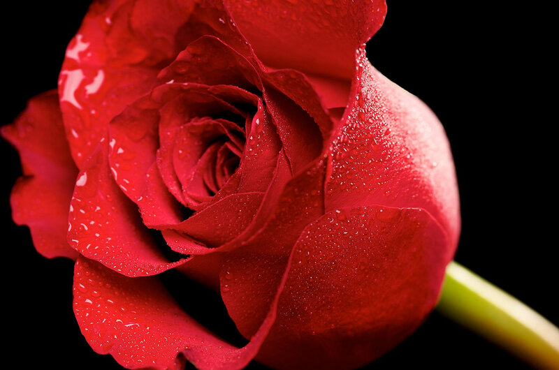 Red Rose with Water Droplets — Dramatic, Photograph, Water Droplets, Stem