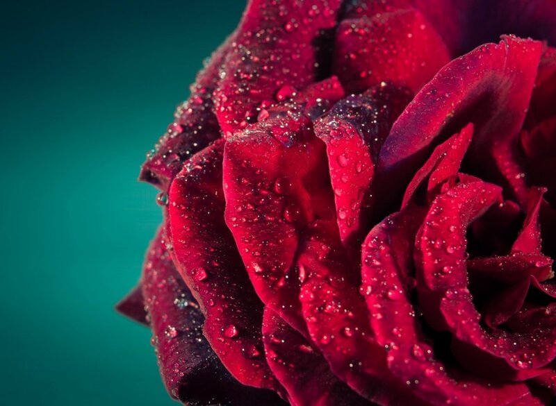 Red Rose with Water Droplets — Dramatic, Photograph, Water Droplets, Teal Background