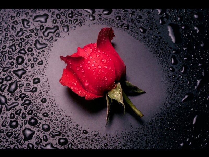 Red Rose with Water Droplets — Dramatic, Photograph, Water Droplets