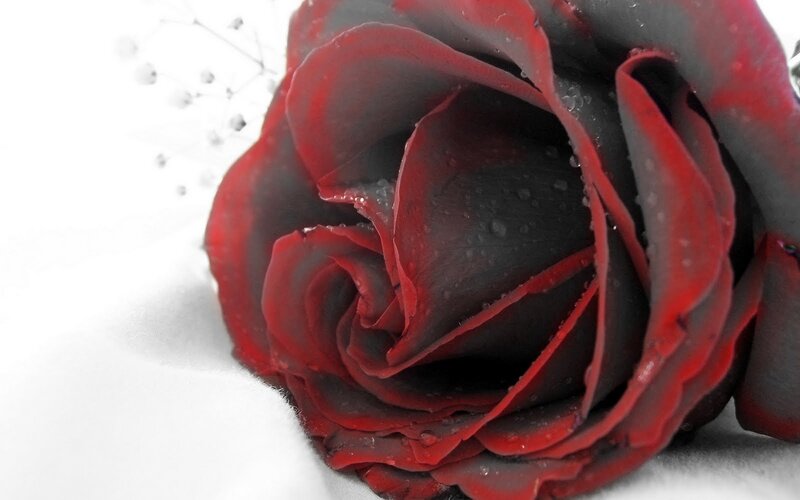 Red Rose with Water Droplets — Dramatic, Photograph, Water Droplets, White Background