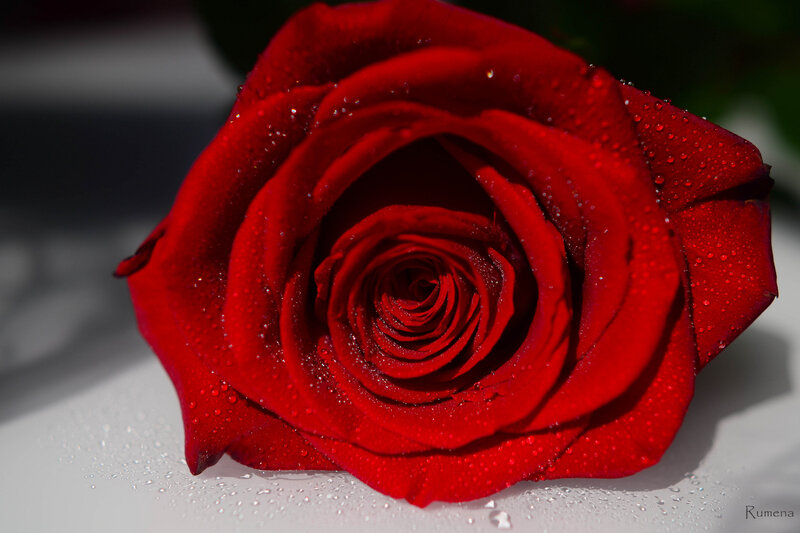 Red Rose with Water Droplets — Dramatic, Photograph, Water Droplets, White Surface