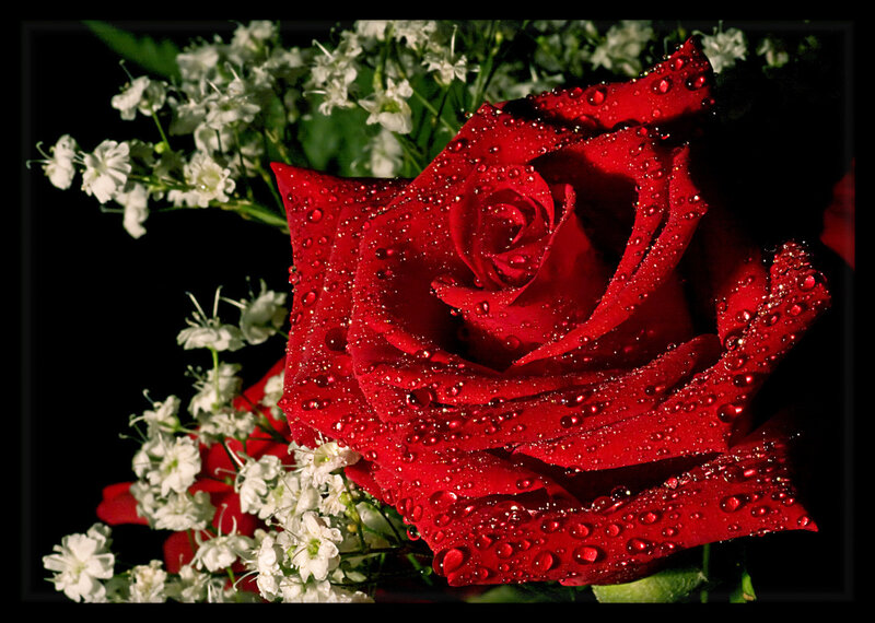 Red Rose with Water Droplets — Dramatic, Photograph, White Flowers