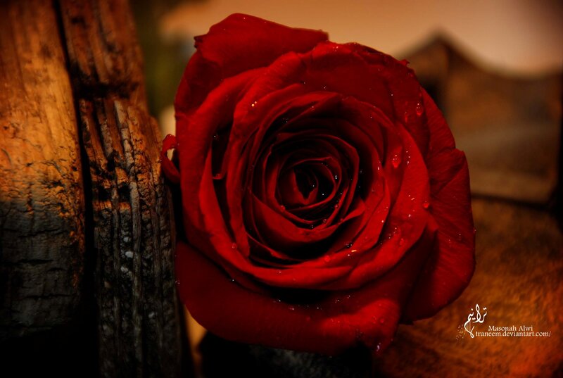 Red Rose with Water Droplets — Dramatic, Photograph, Wood